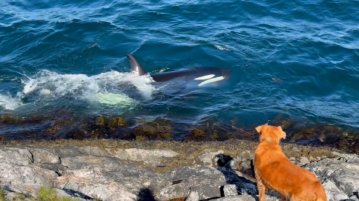 Nærgående spekkhoggere: Hund kunne endt som snack