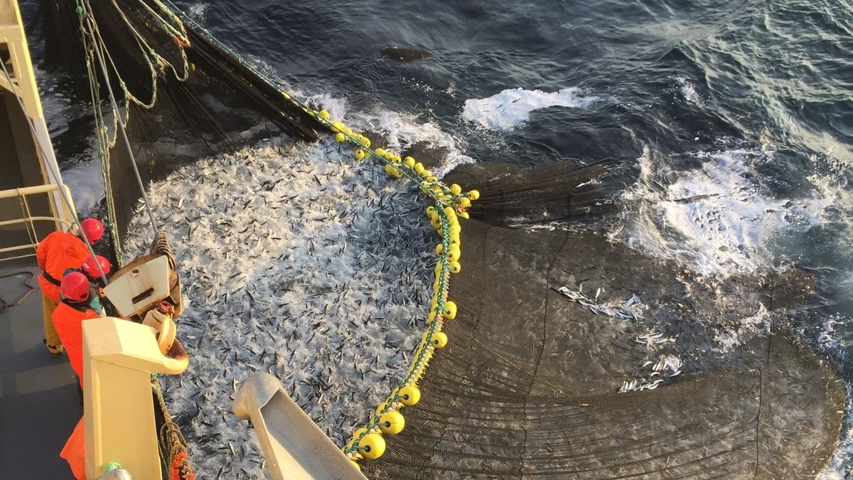 Forskarar i rapport: Tusenvis av tonn fisk går til spele – fiskarane slepp han på havet