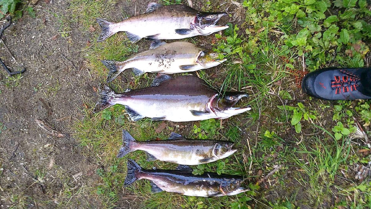 Pukkellaksen gyter i mange elver, men er uønsket - NRK ...