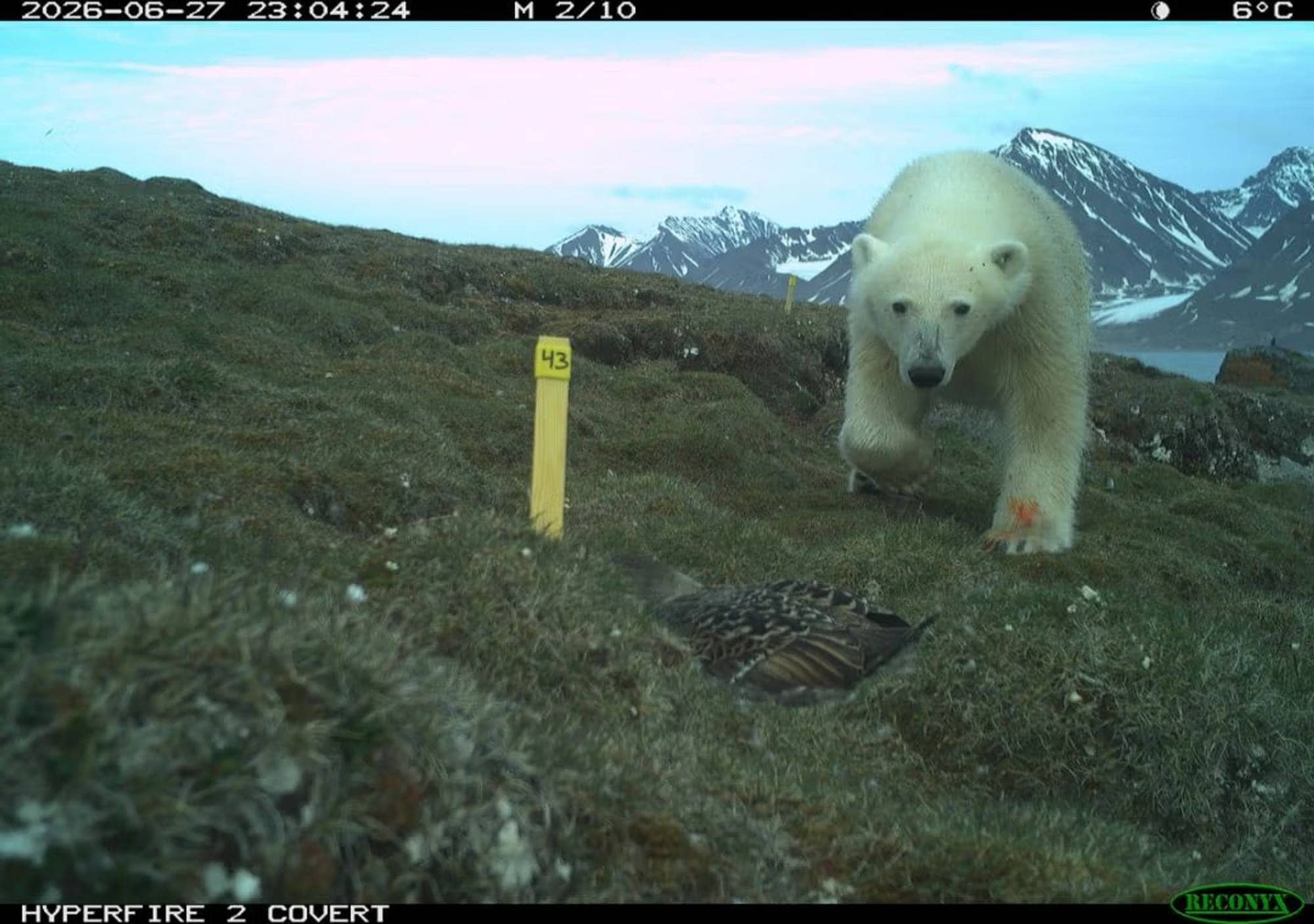 Isbjørn går mot et fuglerede i et fjellandskap, fanget av et viltkamera. (Bildebeskrivelsen er laget av en KI-tjeneste)