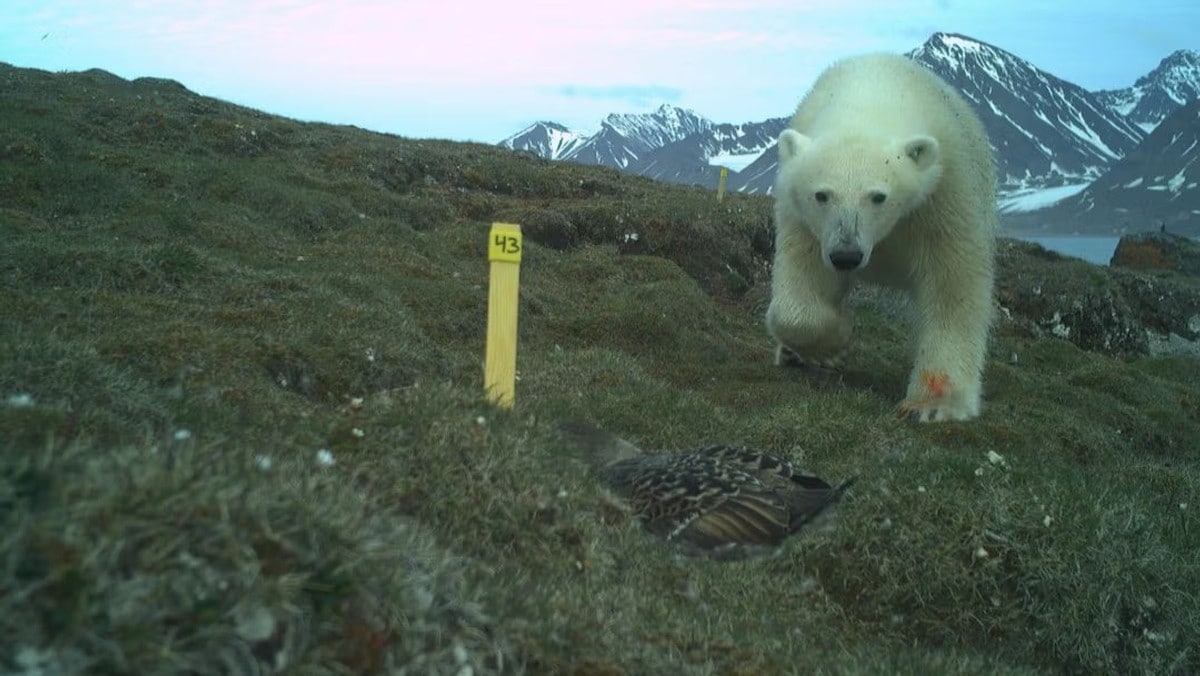 Isbjørn truer ærfugl­bestanden på Svalbard