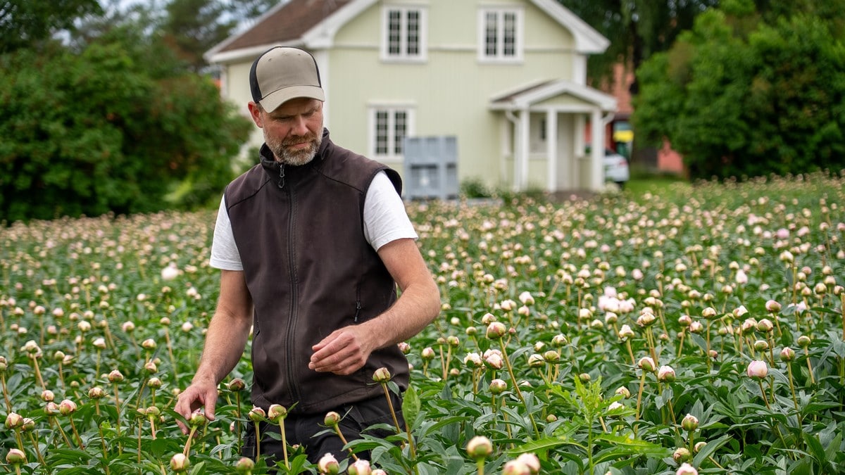 Tapte titusener på blomstereksport – gir seg ikke