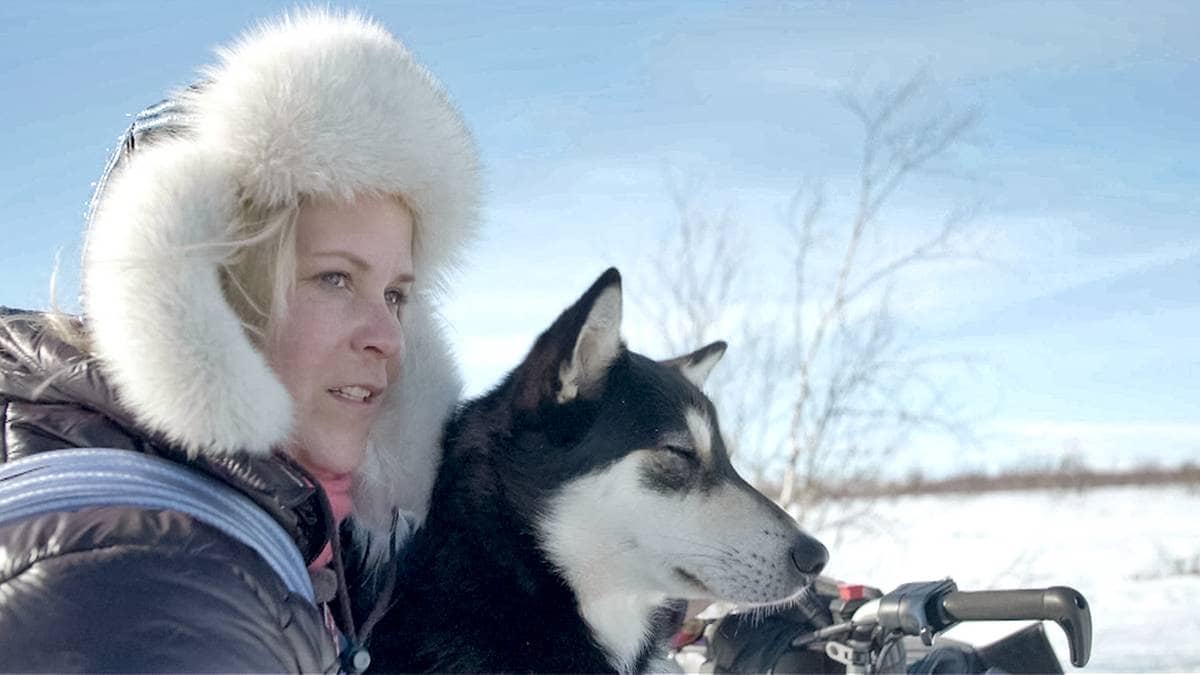 Reindriftsstyret vedtar slakt av 8200 rein i Vest-Finnmark: – Total katastrofe for oss