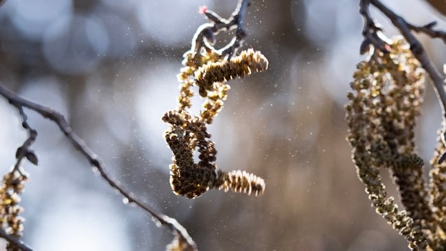 Et nærbilde av pollen fra hassel
