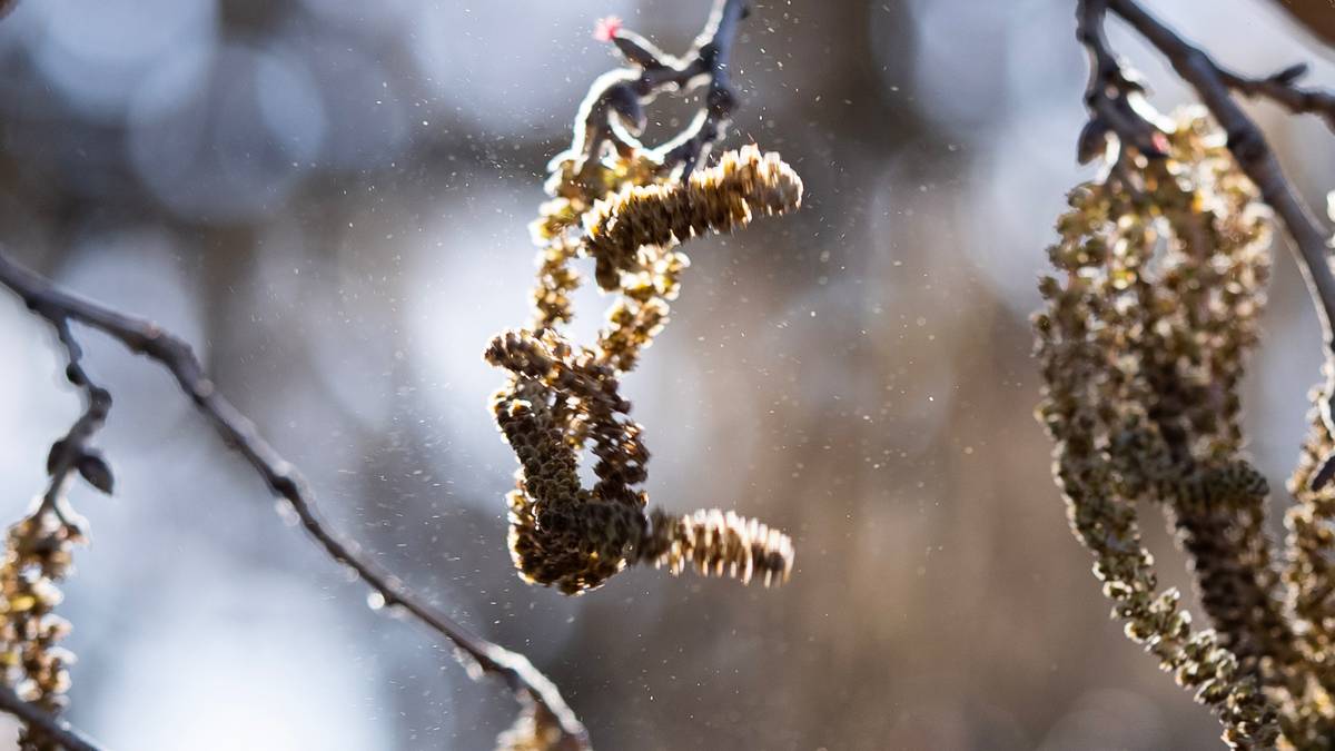 Høyere temperaturer og pollen i vente: – Kommer til å smelle