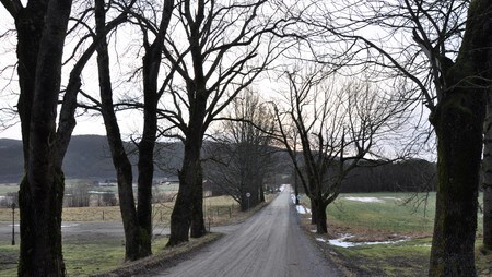Fredede trær i norge