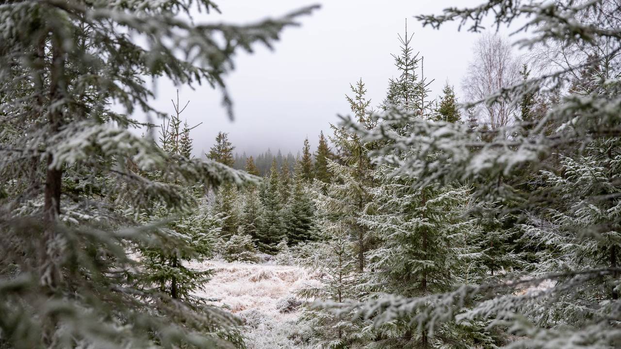 Skog på Gran.