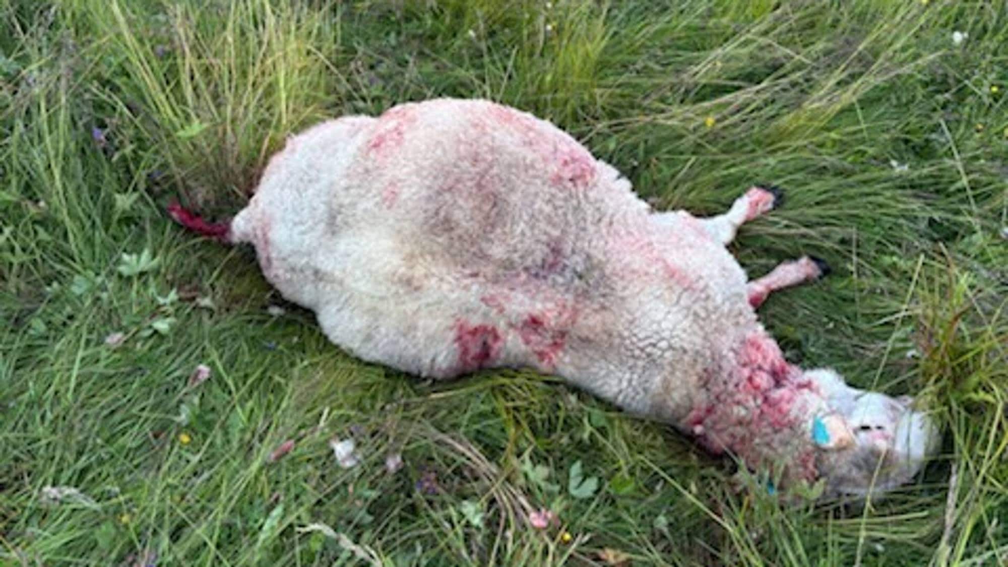 Drepte sau i Vardø 