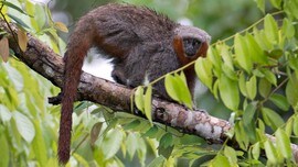 Bildet viser en ny apeart som forskerne har gitt kallenavnet "brannhale" fordi den har rød hale.