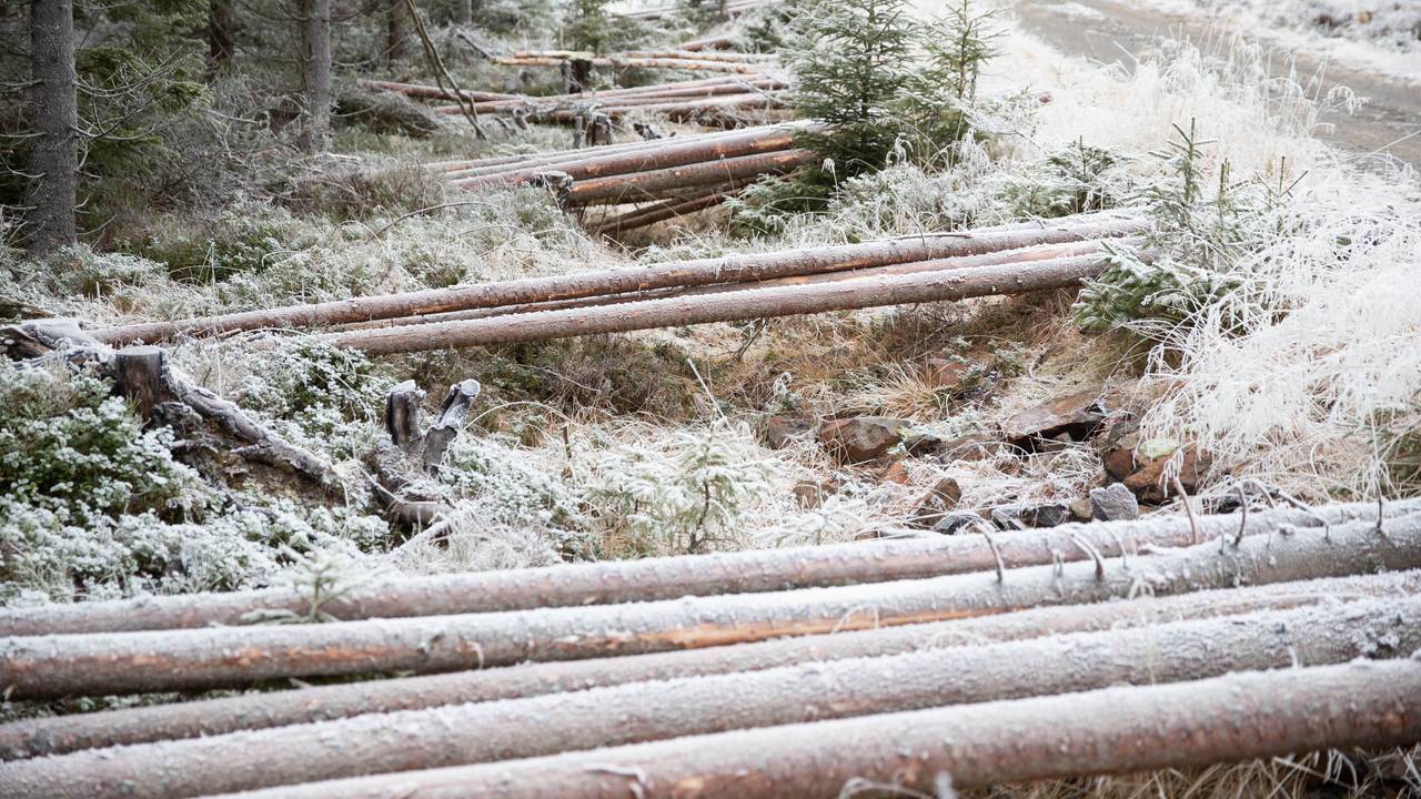 Trær. Hogst. Skog gran