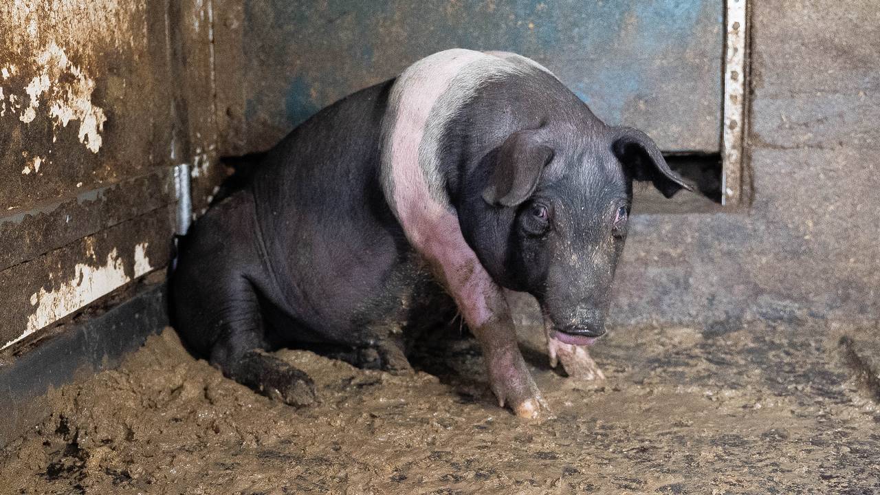 Gris fra Fatland-leders fjøs i 2020