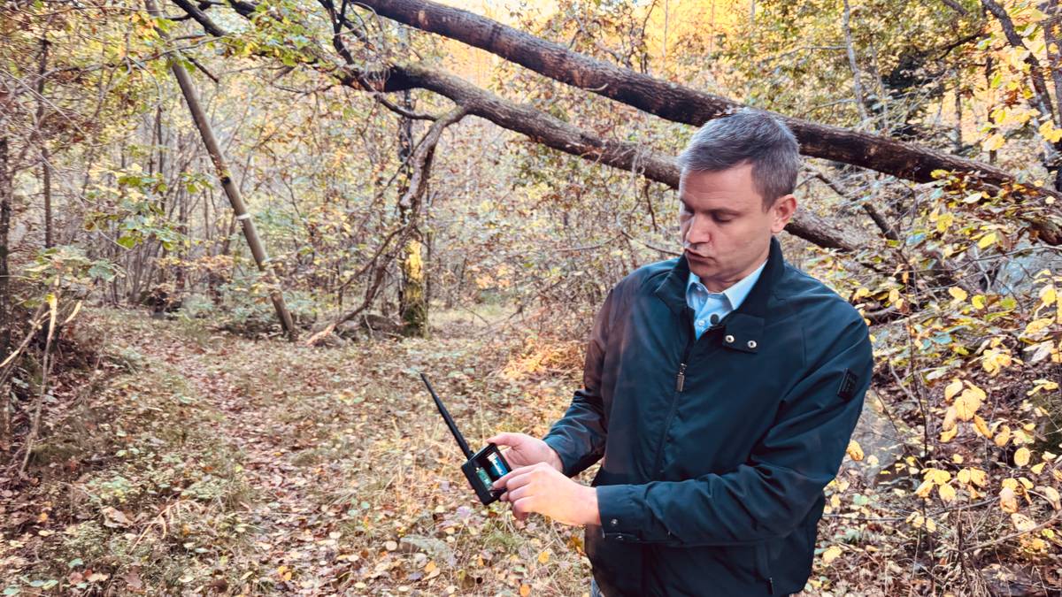 Skal varsle om trær over strømledninger