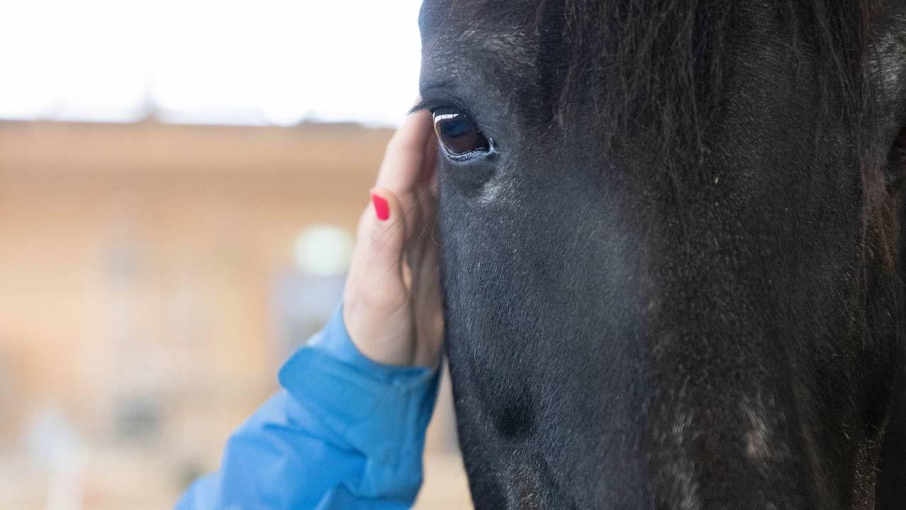 Hesteterapi
