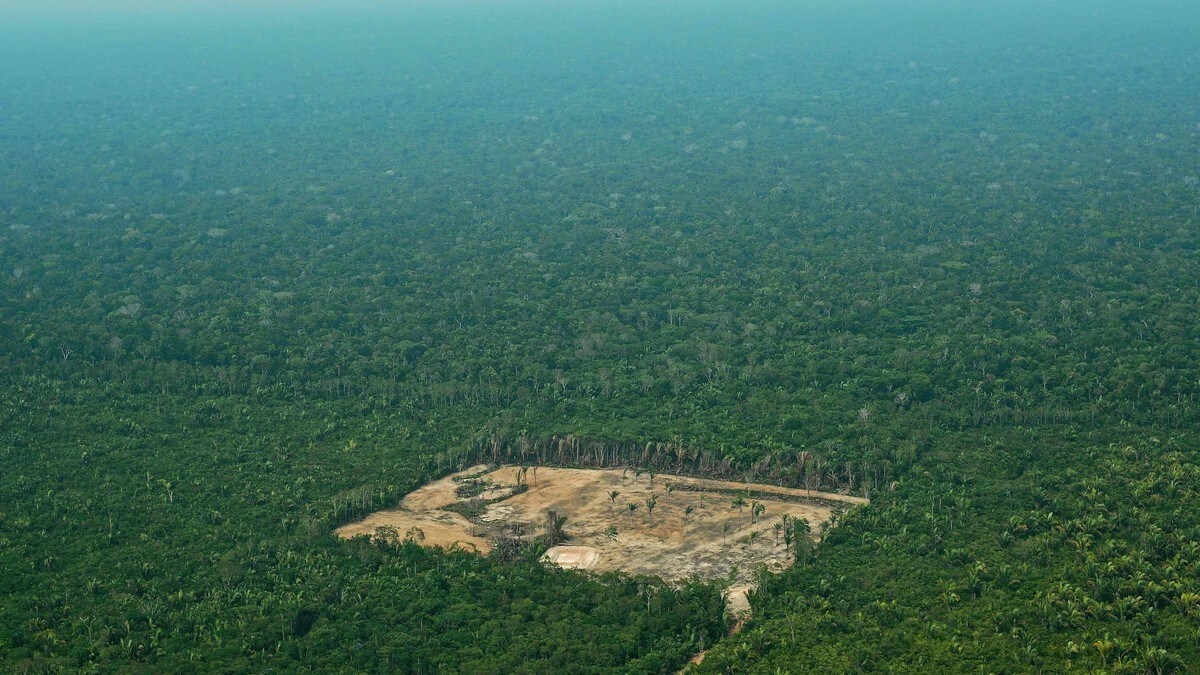 34 prosent økning i avskoging