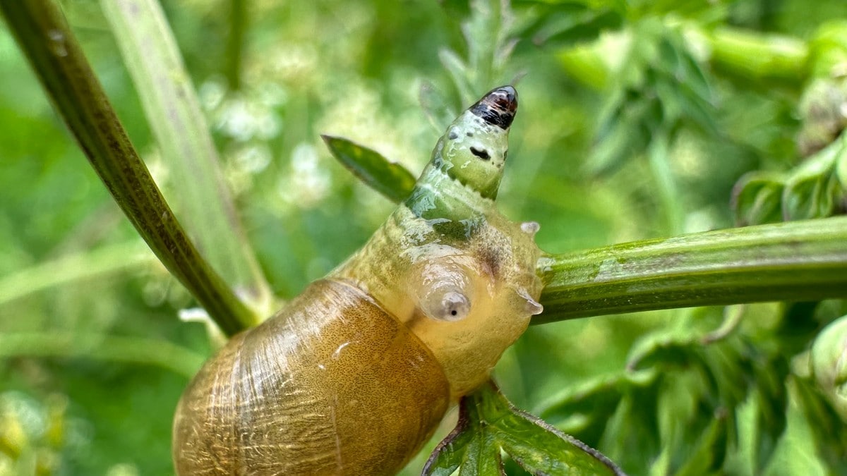 Her tror sneglen at den er en larve: – Parasitten manipulerer