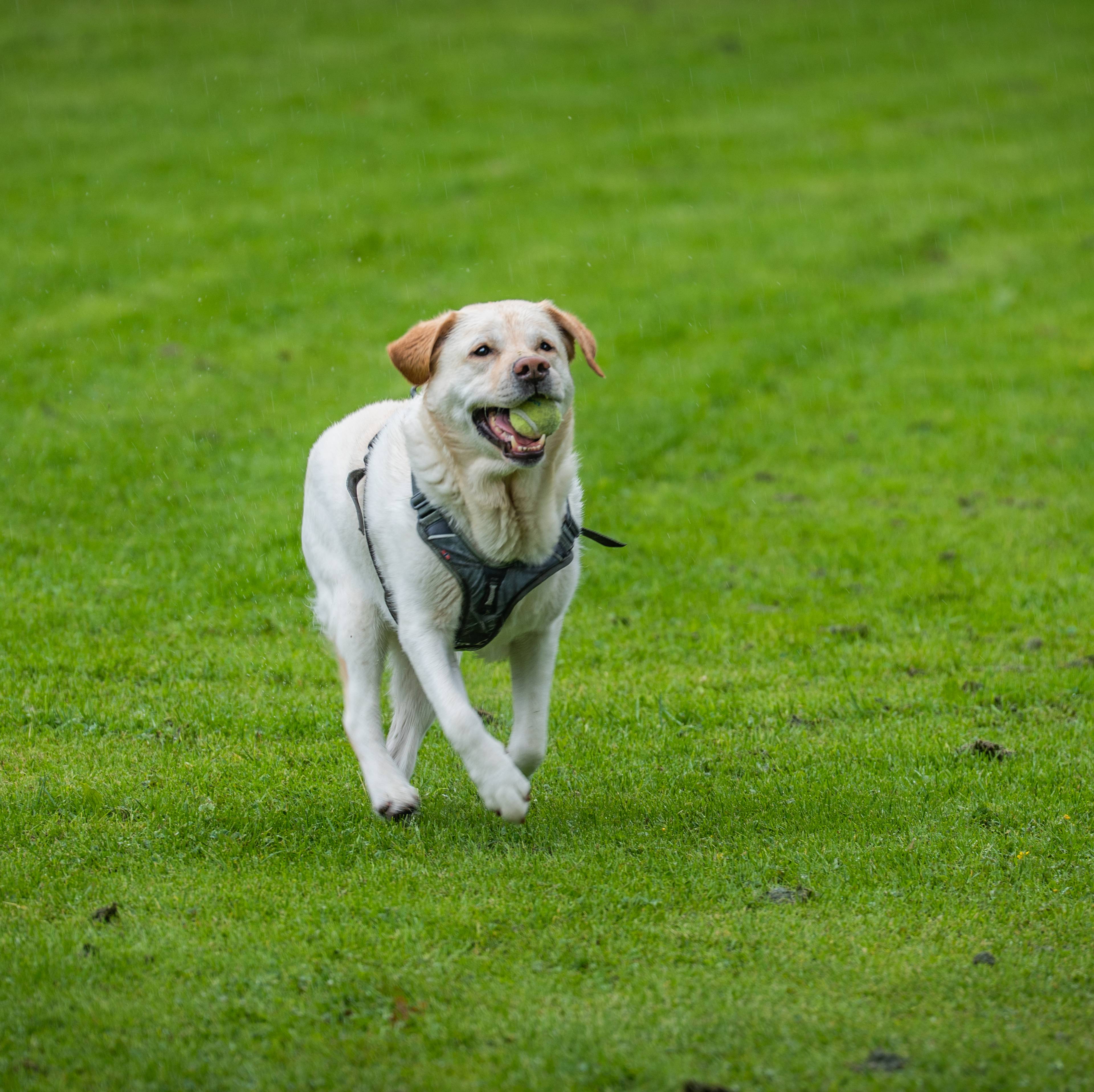 En hvit hund med en ball i munnen