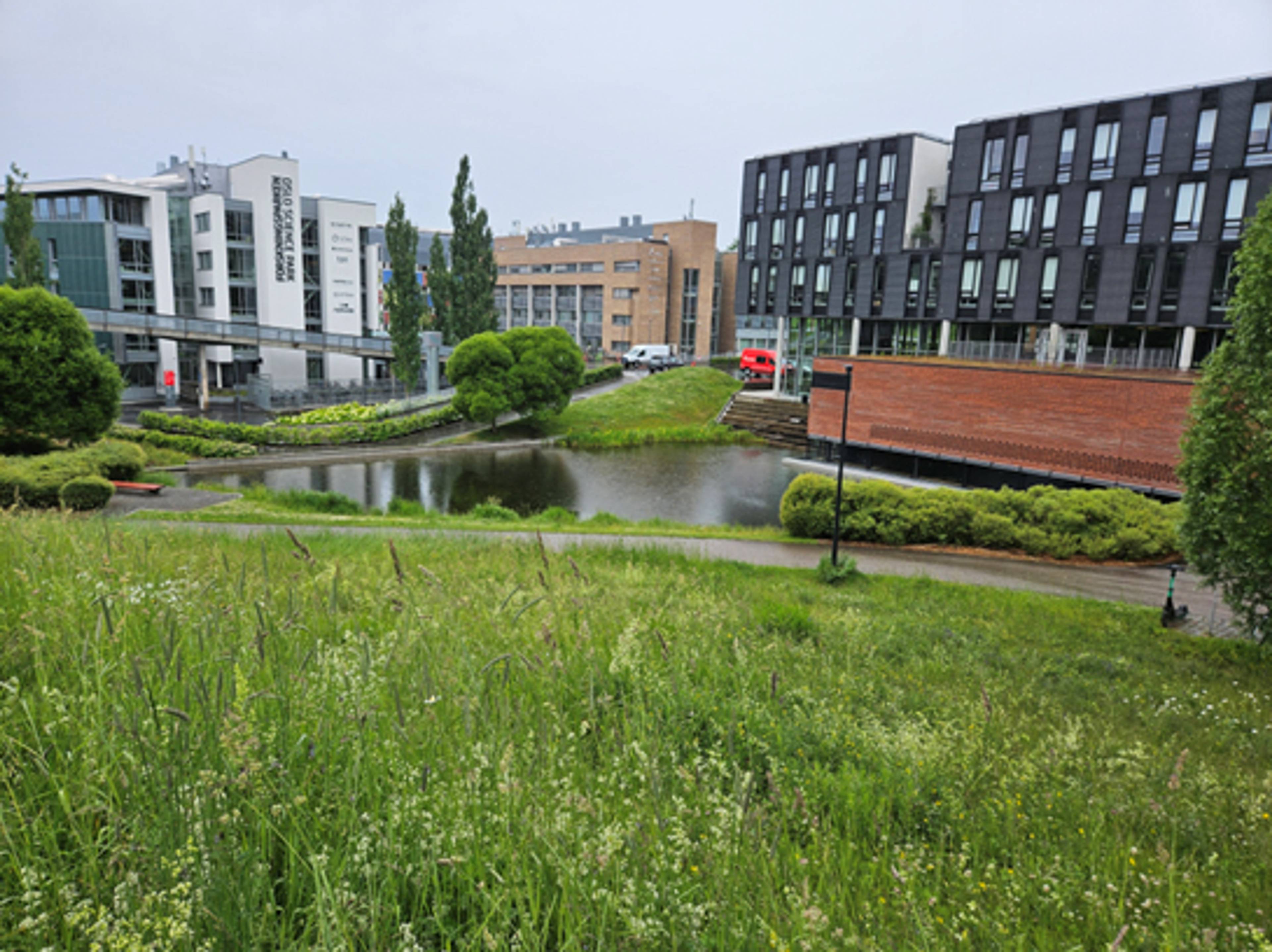 Blomstereng og bygninger