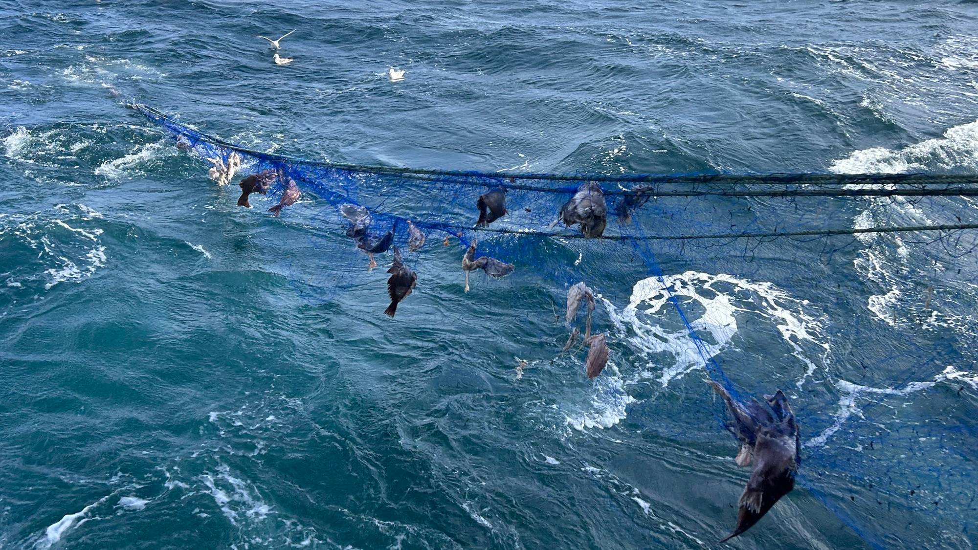 Et fiskegarn dras opp av havet. Det henger mange døde fisk i det. 