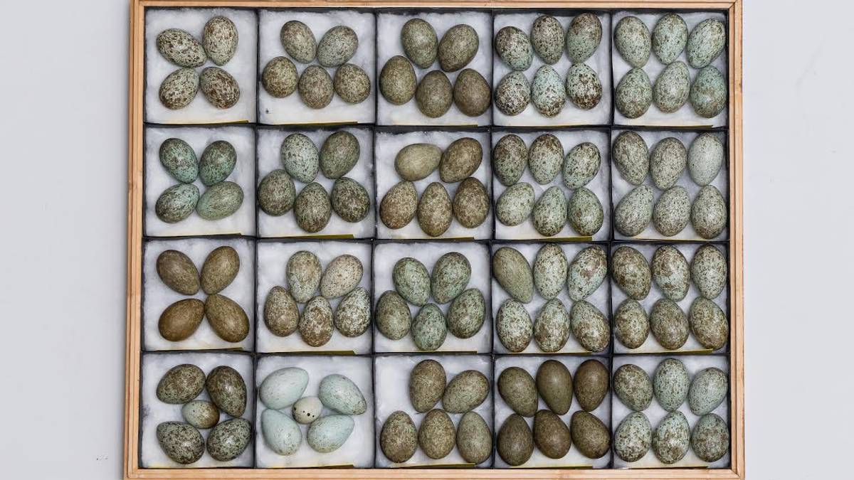 Nettverk skal ha omsett trua fugleegg – to menn tiltalte