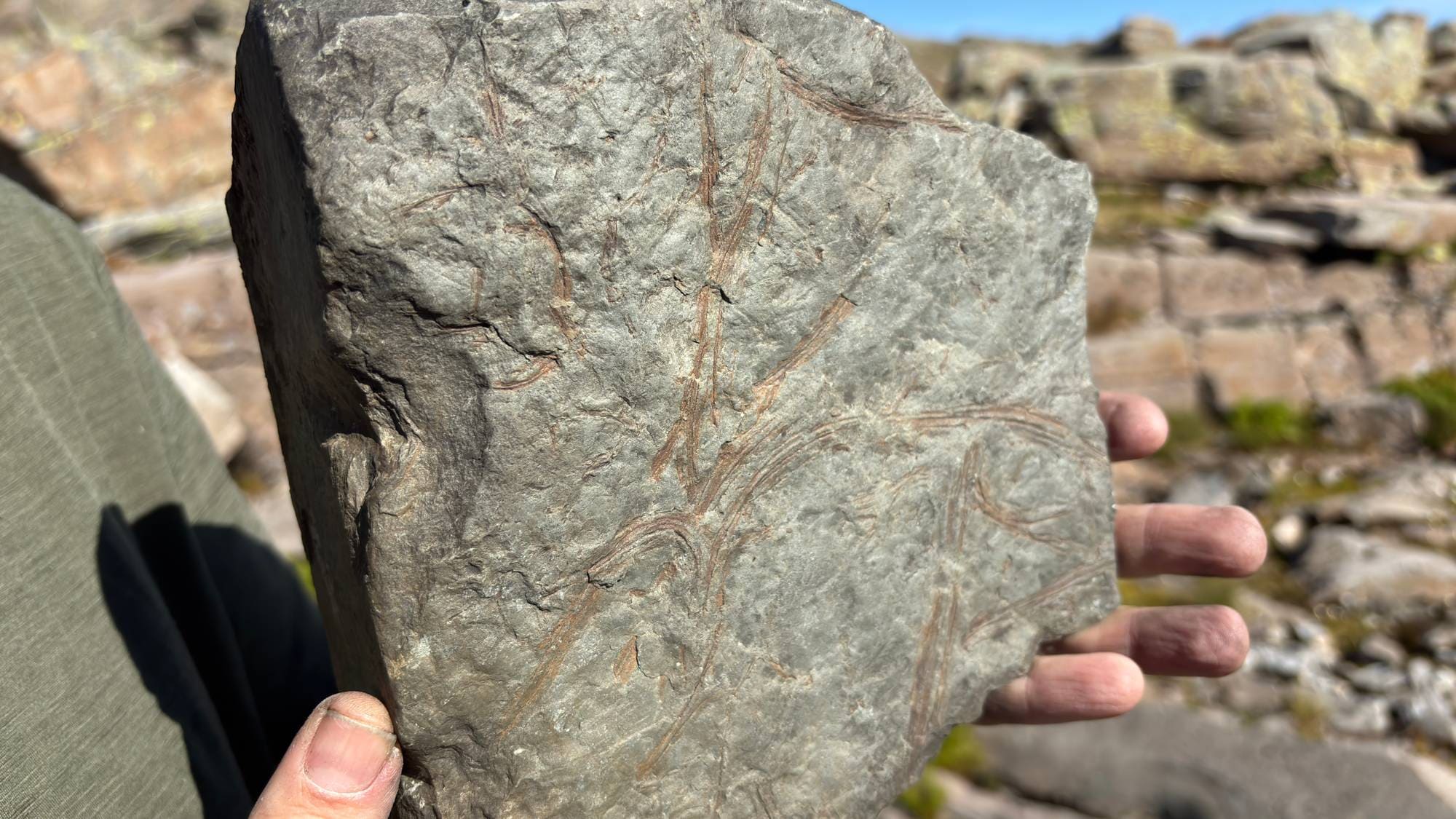 Plantefossil funne ved Storehesten