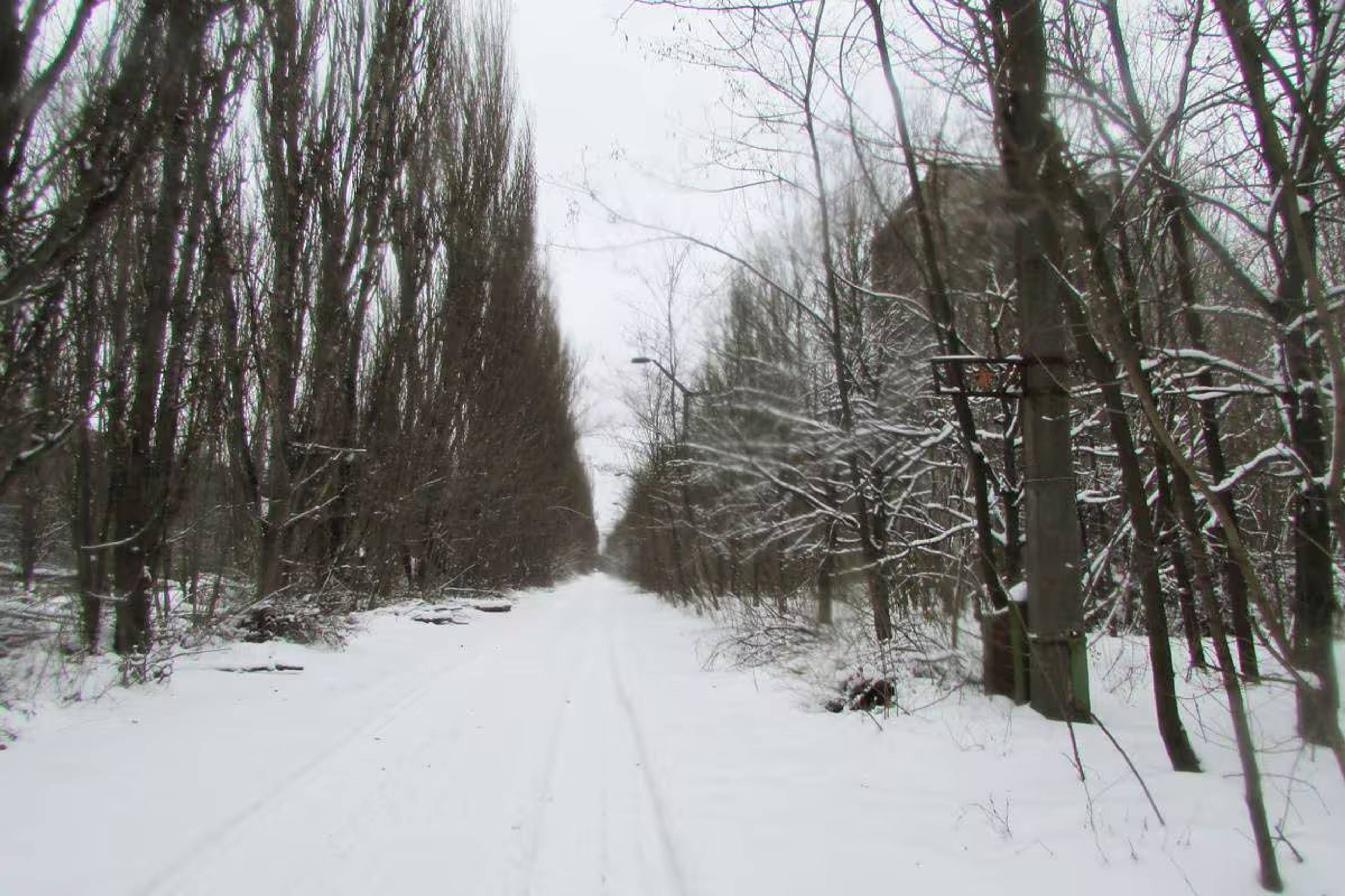Snø og trær