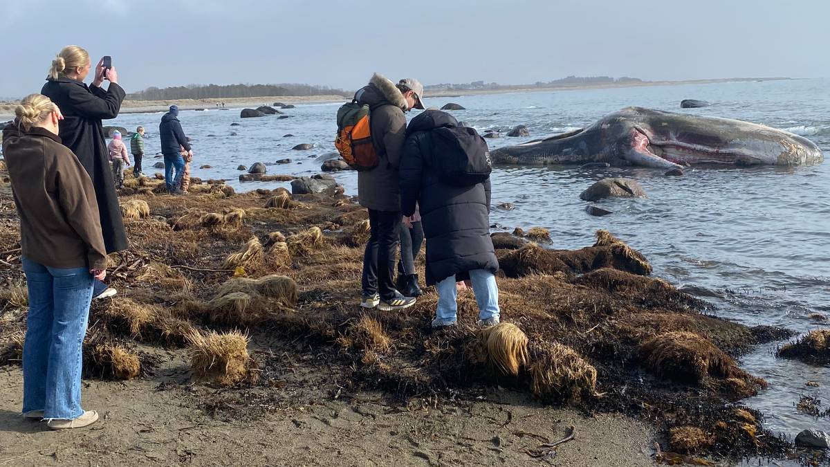 (H)valfarter til kadaver: – Ser nesten ut som en elefant