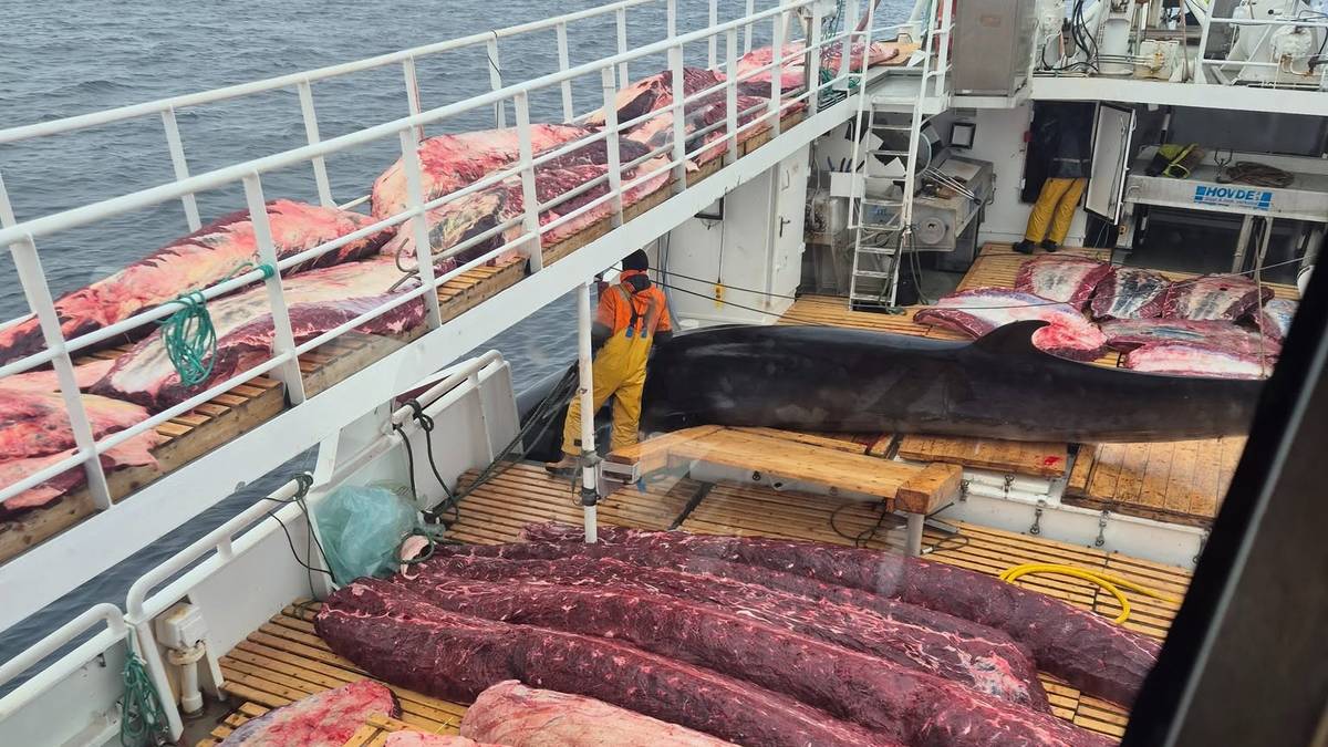 Nærmer seg 300 vågehval: – Hvalene er veldig magre