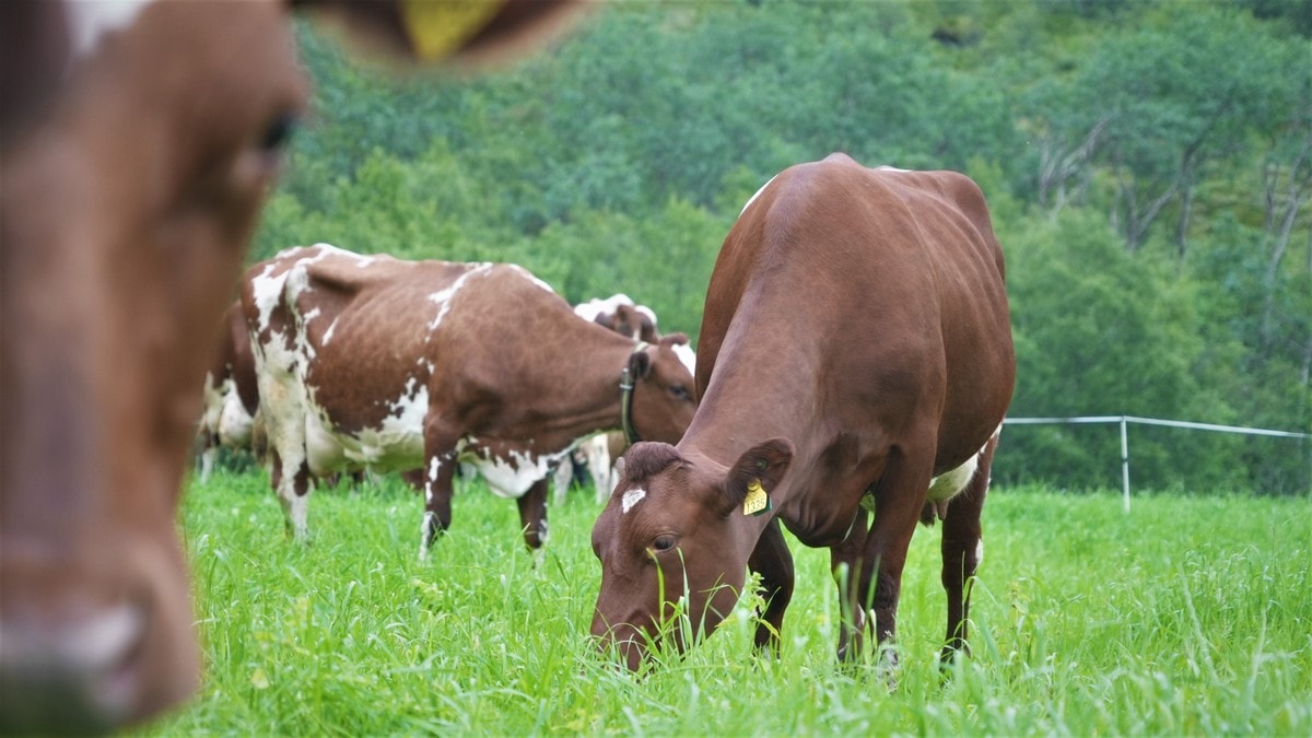 Stoppar bruk av metanhemmande stoff i norske kyr