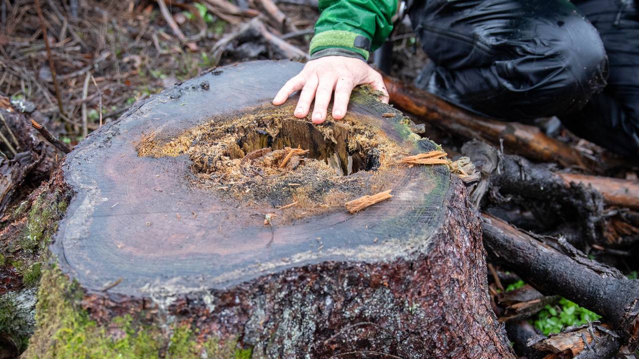 skog vinterbro