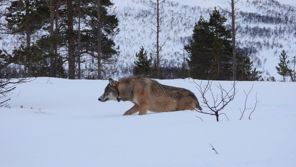 Genetisk viktig ulv flyttes inn i ulvesonen