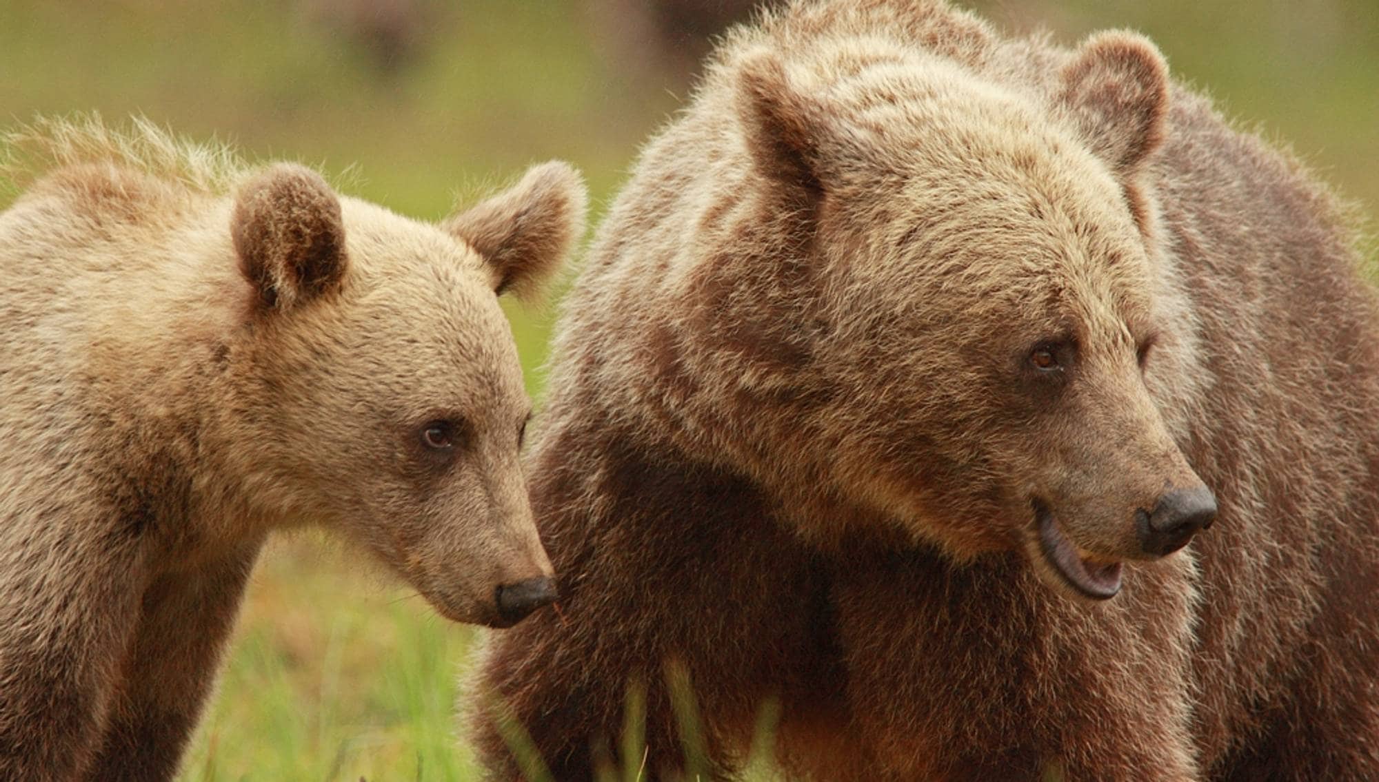 Бурый медведь животное распространенное на территории. Бурый медведь Швеция. Бурый медведь самка. Бурый медведь самец и самка. Бурый медведь с медвежатами.