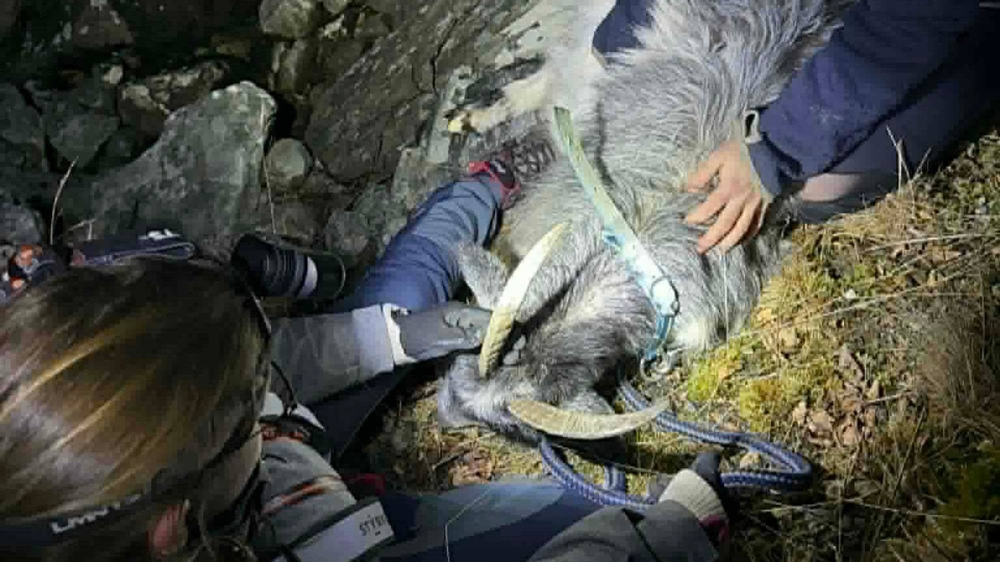 geitene på kvist. fleire av dei er skadde og sjuke 