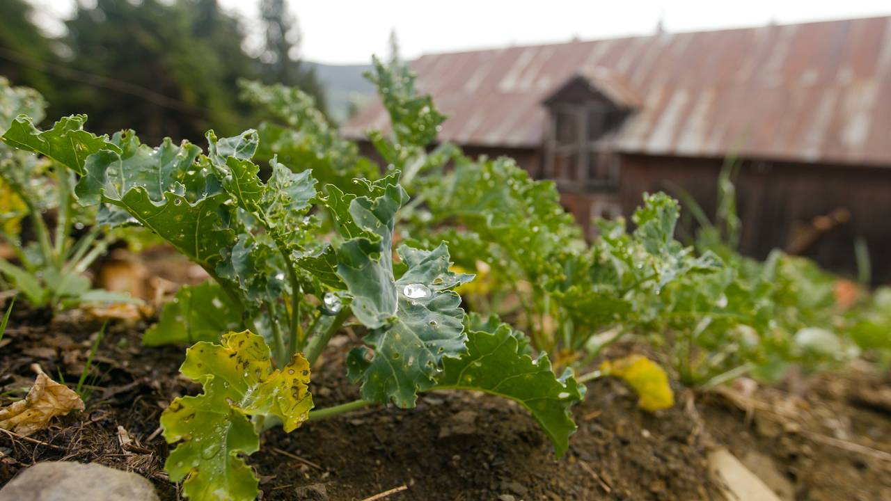 Dyrka grønnsaker på Øvre Brekkebakkane i Valdres