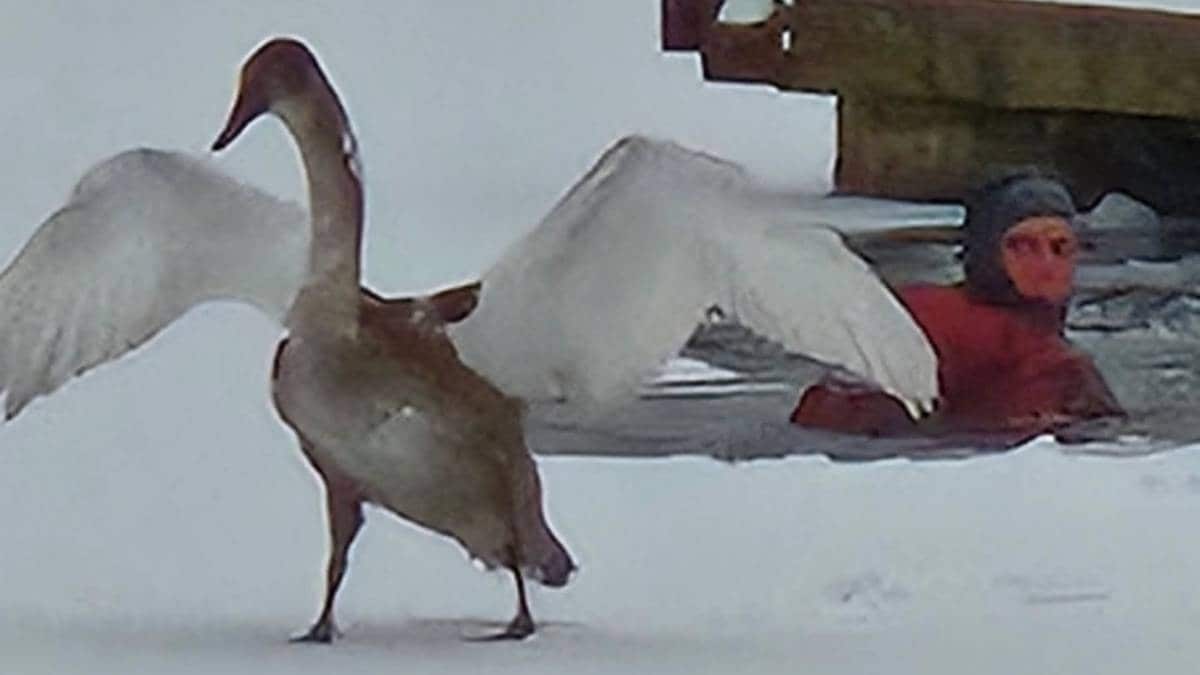 Svane frosset fast i isen på Mjøsa – måtte reddes av branndykker