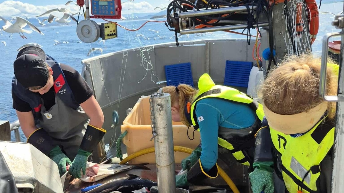 Fortsetter &aring; la ungdom f&aring; fiske i sommer