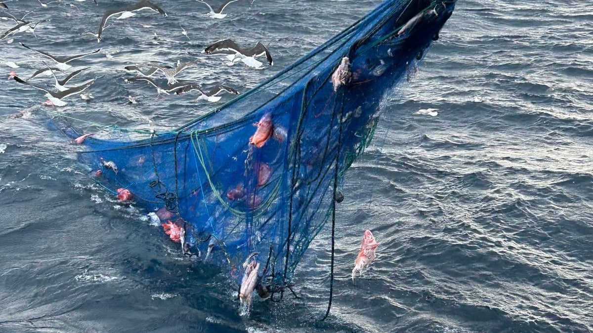 Satte ny rekord: Fjernet 45 kilometer med garn på havbunnen