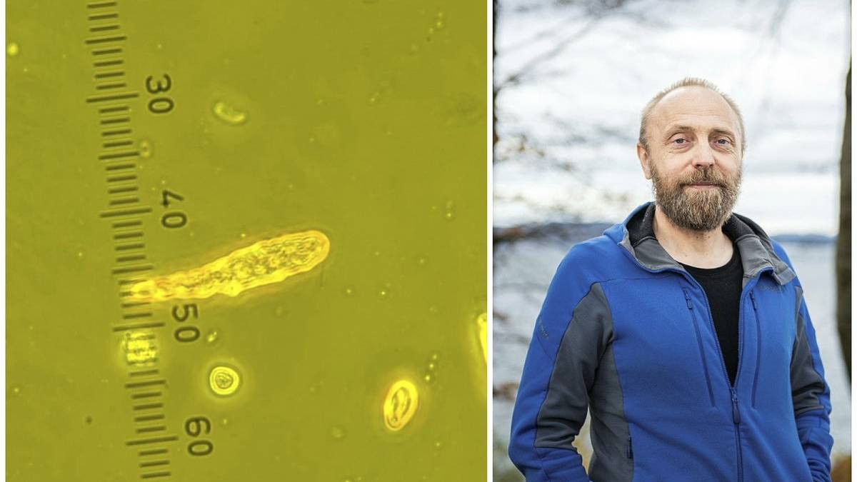 Alge på vei vestover – ber fiskeoppdrettere varsle