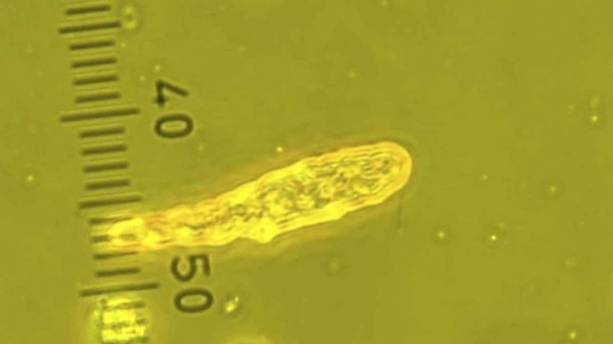 Dødelig alge kan true oppdrettsfisk: – Mengden har eksplodert