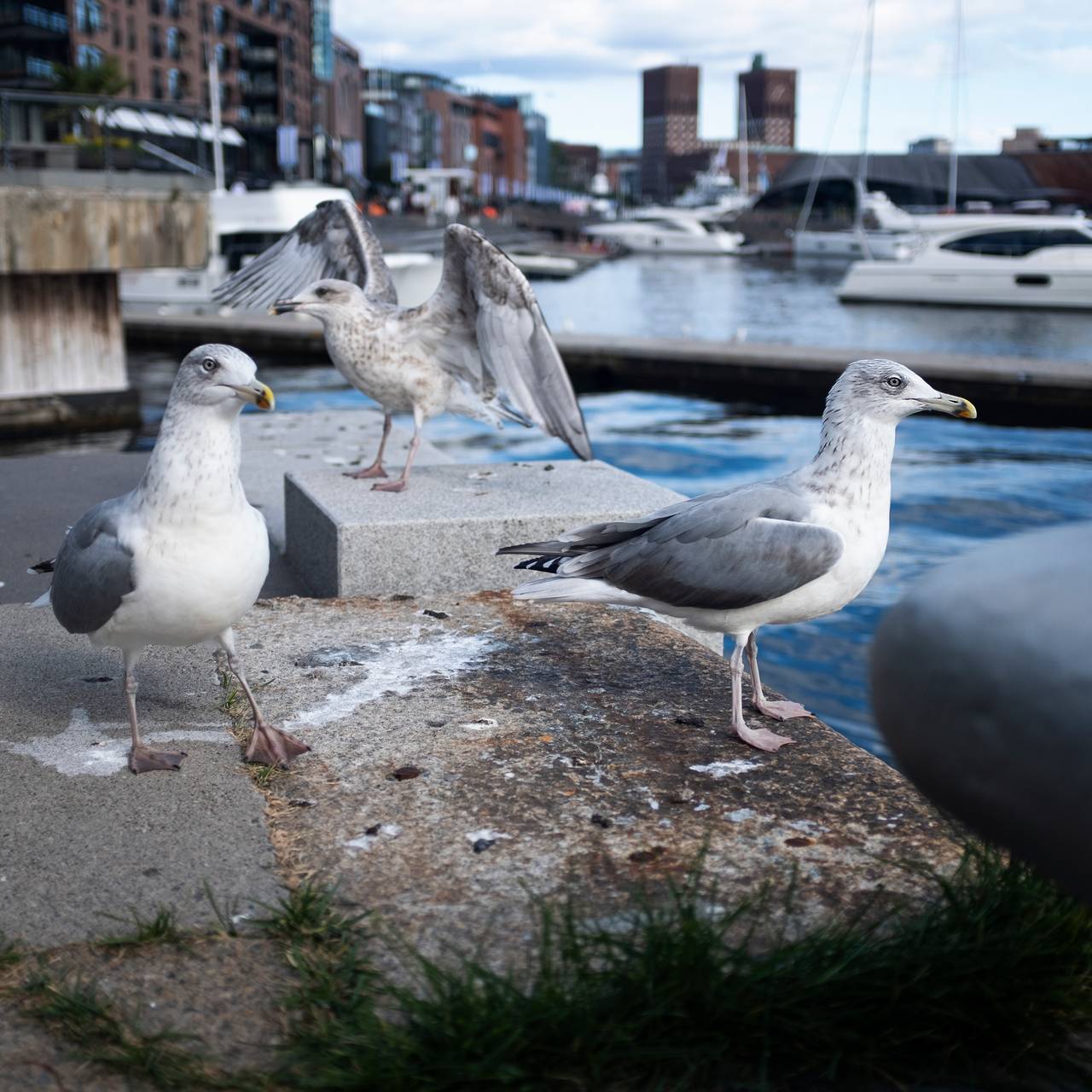 Tre måker står på Aker brygge i Oslo