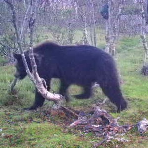 Bjørn i Bergebydalen
