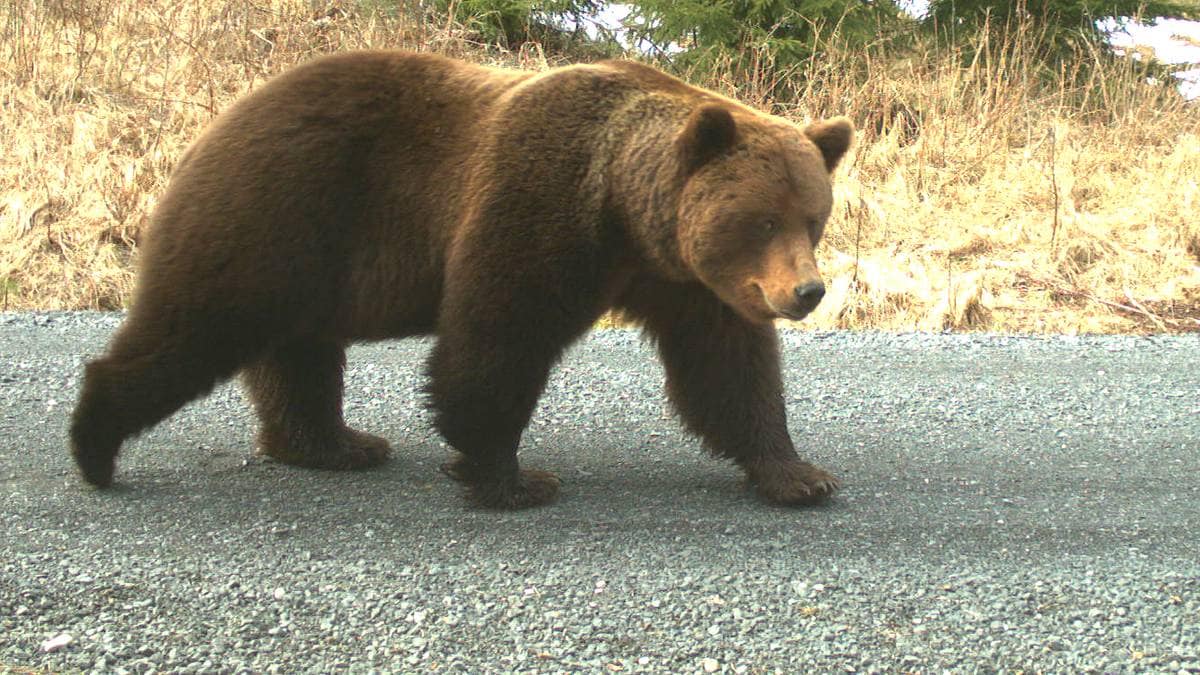 Forsker: - Kan ikke forvente at rovdyr følger kommunegrensa