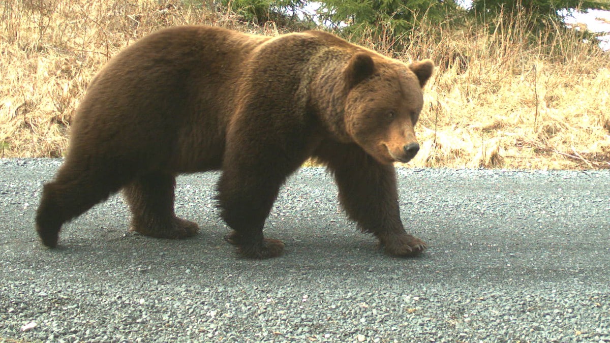 Forsker: - Kan ikke forvente at rovdyr følger kommunegrensa