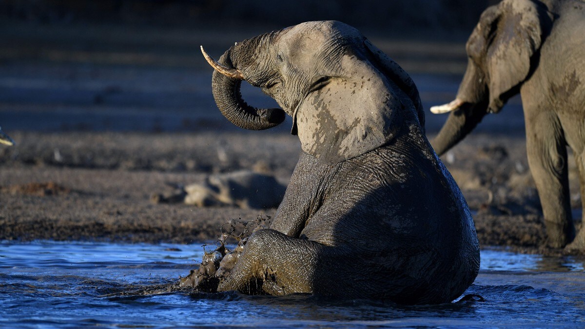 Botswana truer med å sende 20.000 elefanter til Tyskland: – Det er ikke en spøk