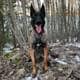 Privat Et belgisk malinois-hund sitter på bakken i en skog med snø og tørre blader rundt. Hunden har svart og brun pels og ser mot kameraet med tungen ute. Bakgrunnen viser tynne trær og en innsjø i det fjerne. Sollyset belyser trærne og gir en gyllen nyanse.