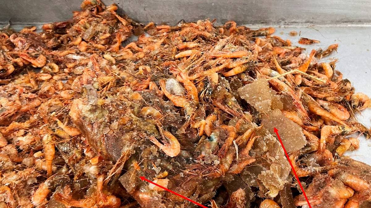 32 kilo reker og en uspiselig fangst: Slik sikret rederbrødre 100-millionerskuppet