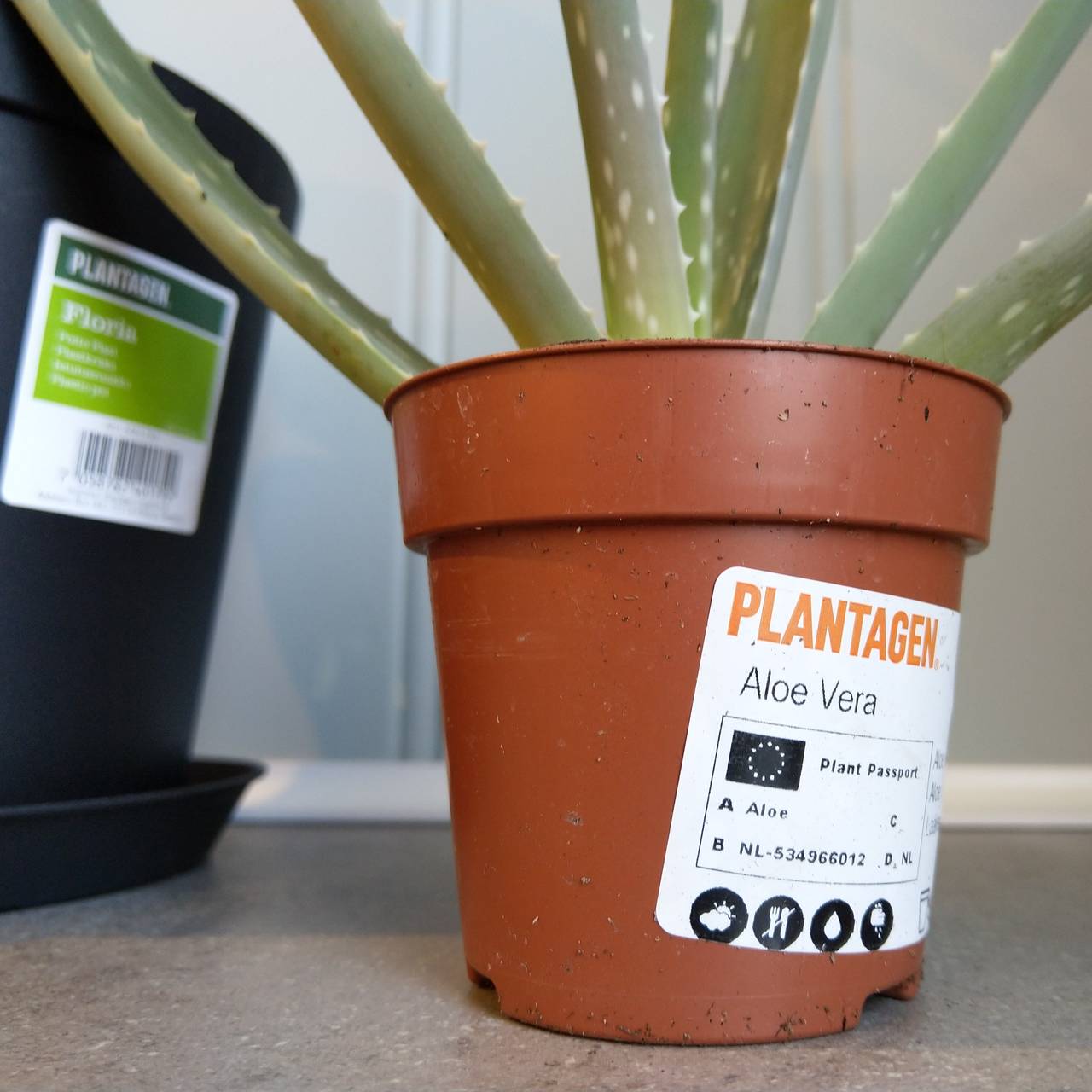 Få med deg navnet på planten