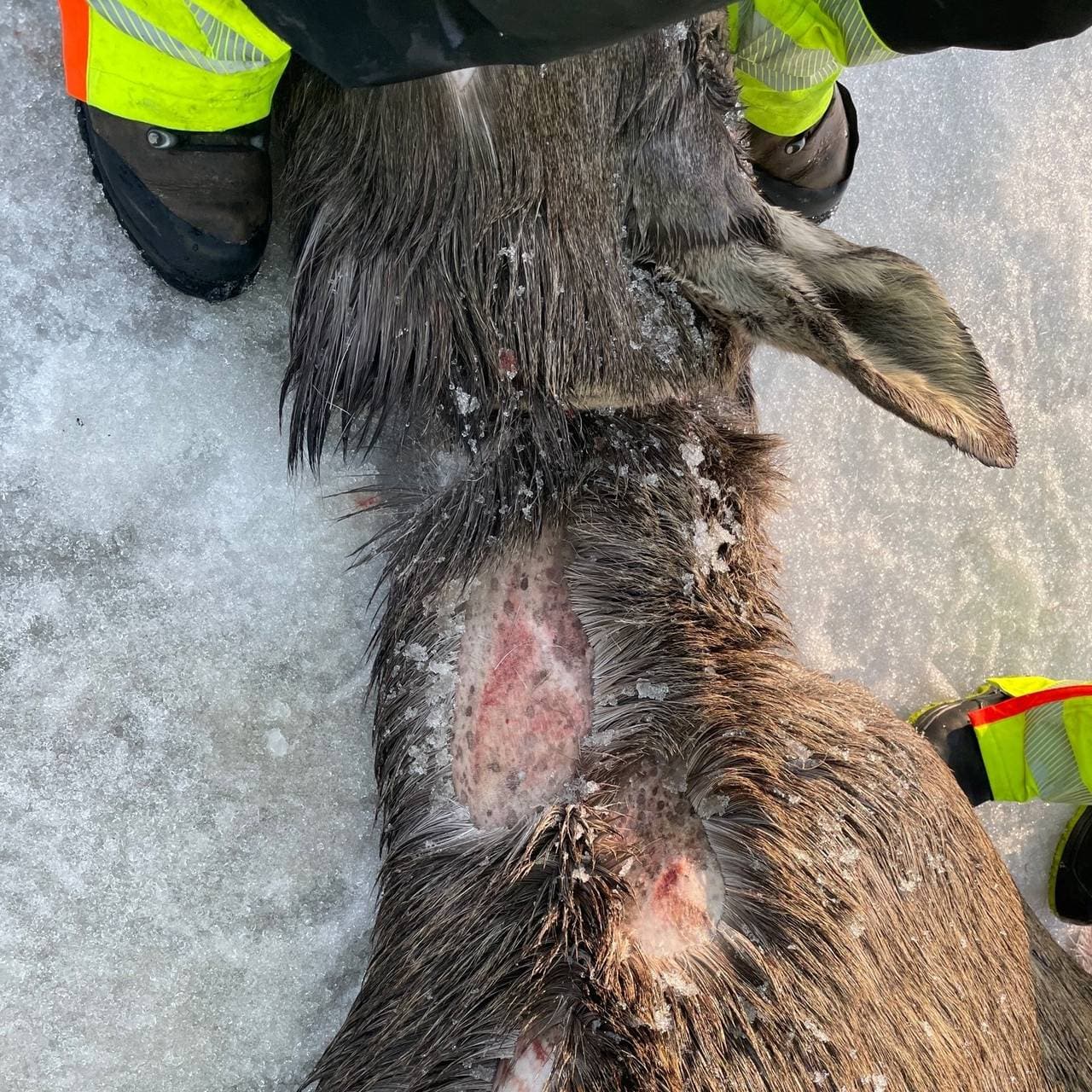 Elg på bardufoss flystasjon