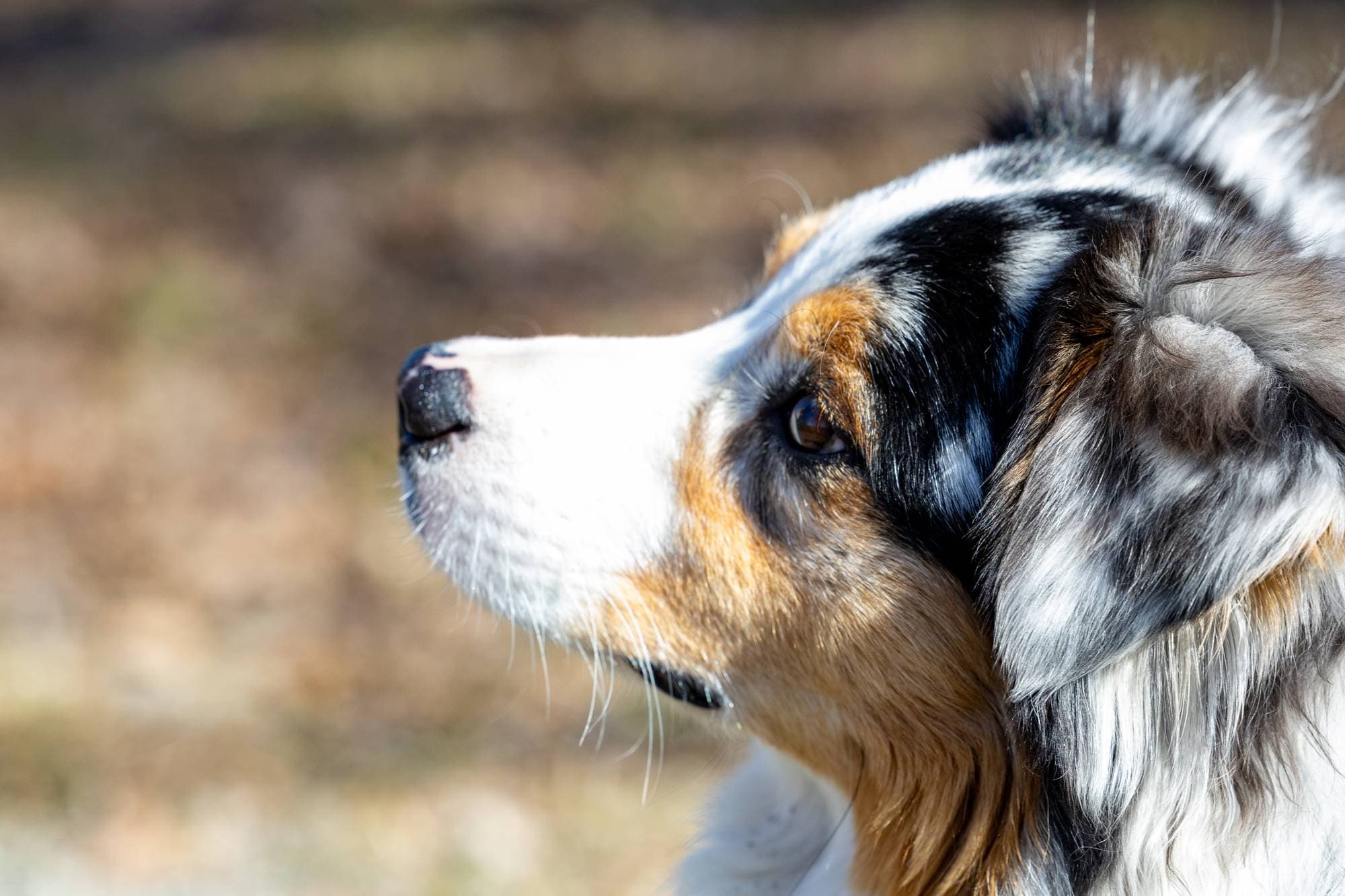 DAme med hund