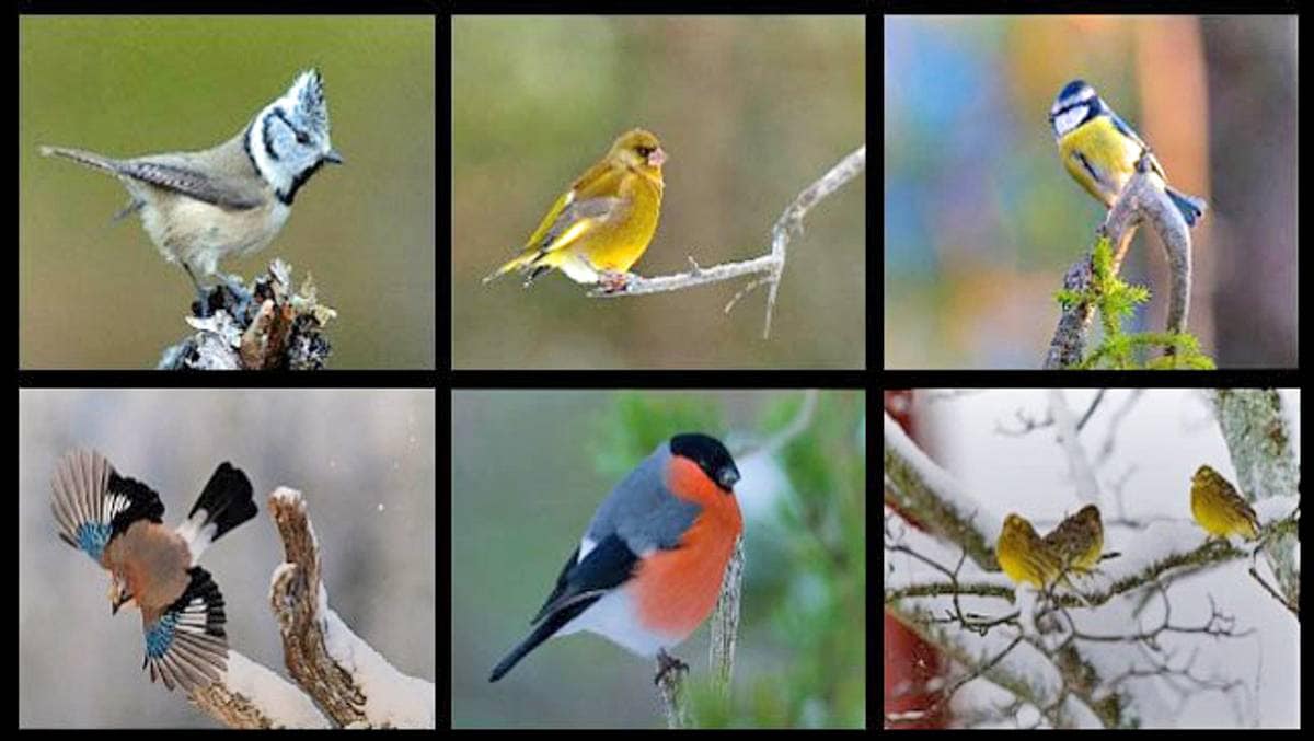 Kjenner Du Fuglene Nrk Trøndelag Lokale Nyheter Tv Og Radio