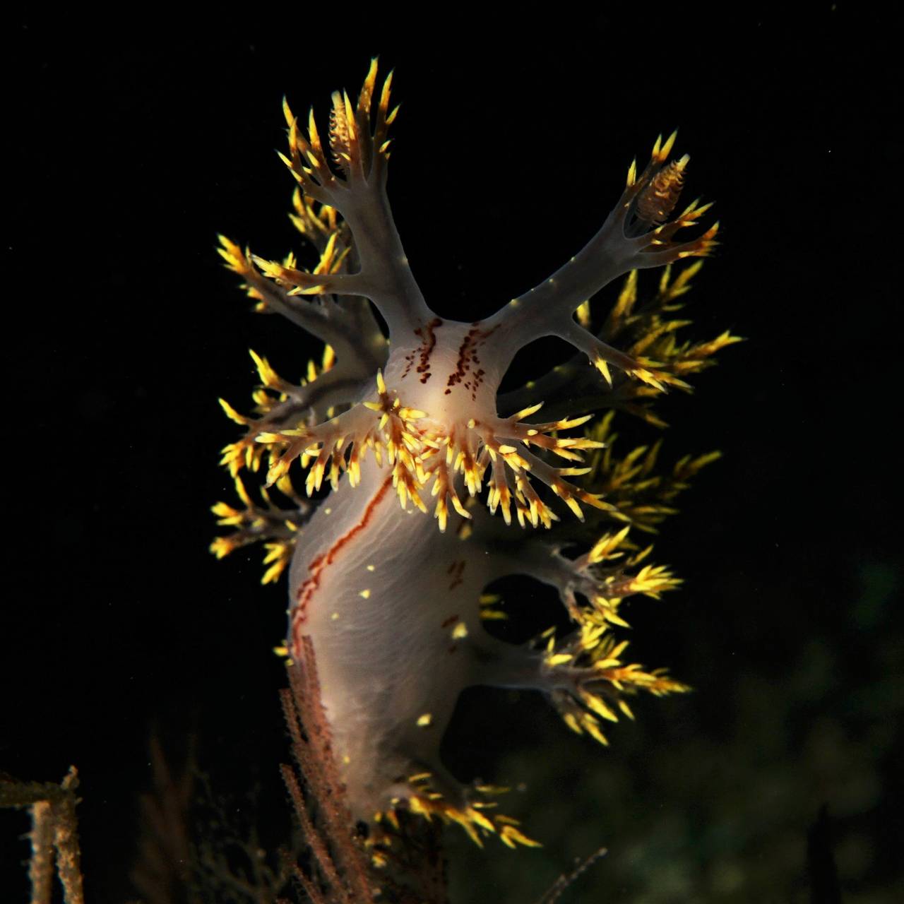 Nakensneglen Dendronotus yrjargul.